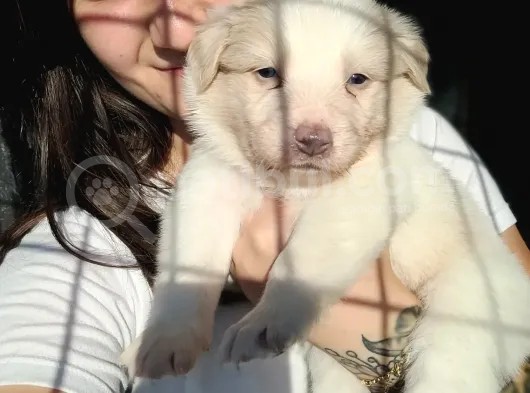Border Collie Yavrular (Bursa Köpek Okulu) görsel