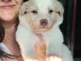 Border Collie Yavrular (Bursa Köpek Okulu)