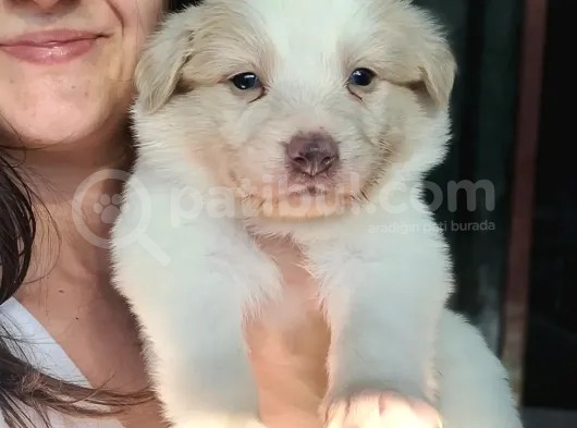 Border Collie Yavrular (Bursa Köpek Okulu) görsel