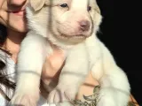 Border Collie Yavrular (Bursa Köpek Okulu)