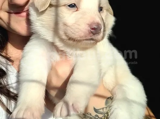 Border Collie Yavrular (Bursa Köpek Okulu) görsel