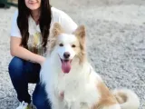 Border Collie Yavrular (Bursa Köpek Okulu)