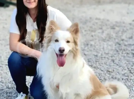 Border Collie Yavrular (Bursa Köpek Okulu)