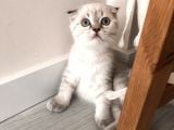 Dişi Scottish Fold Safkan