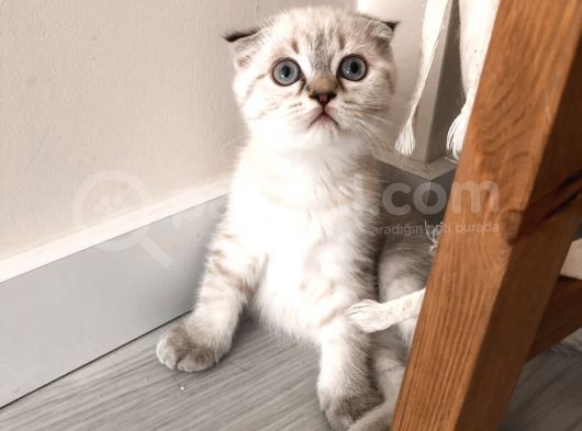 Dişi Scottish Fold Safkan görsel