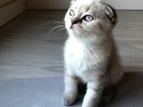 Dişi Scottish Fold Safkan