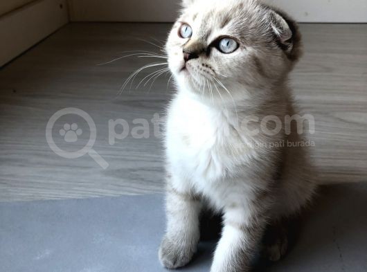 Dişi Scottish Fold Safkan