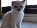 Erkek Scottish Fold Safkan