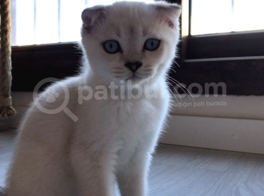 Erkek Scottish Fold Safkan görsel