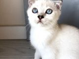 Erkek Scottish Fold Safkan