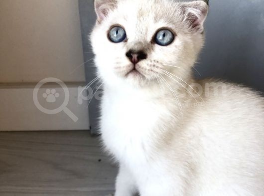 Erkek Scottish Fold Safkan