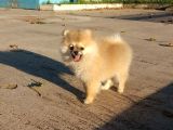 Yalovada Tek Pomeranian Boo