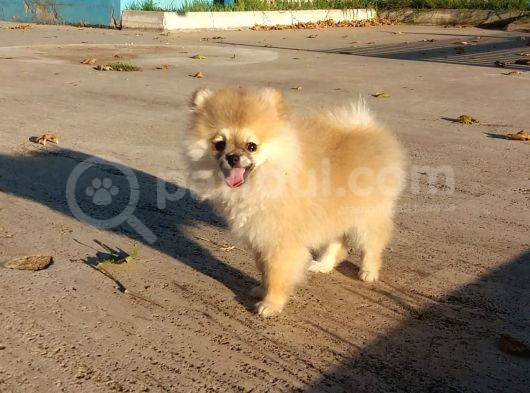 Yalovada Tek Pomeranian Boo görsel