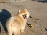 Yalovada Tek Pomeranian Boo