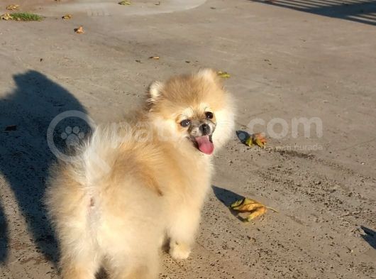 Yalovada Tek Pomeranian Boo