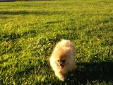 Yalovada Tek Pomeranian Boo