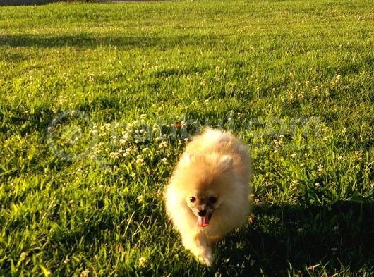 Yalovada Tek Pomeranian Boo görsel