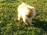 Yalovada Tek Pomeranian Boo