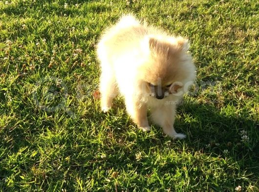 Yalovada Tek Pomeranian Boo görsel