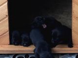 Chocolate Labrador