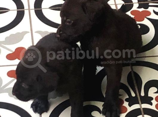 Chocolate Labrador