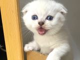 Show Kalite Sıfır Kulak Top Kafa Scottish Fold