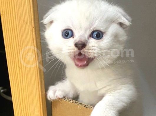 Show Kalite Sıfır Kulak Top Kafa Scottish Fold
