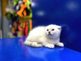 Show Kalite Sıfır Kulak Top Kafa Scottish Fold