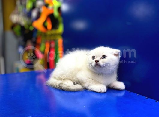 Show Kalite Sıfır Kulak Top Kafa Scottish Fold görsel