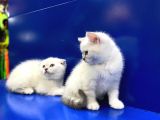 Show Kalite Sıfır Kulak Top Kafa Scottish Fold