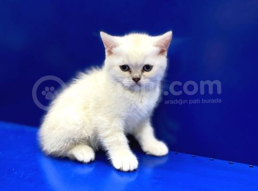 Show Kalite Top Kafa Scottish Straight Yavruları görsel