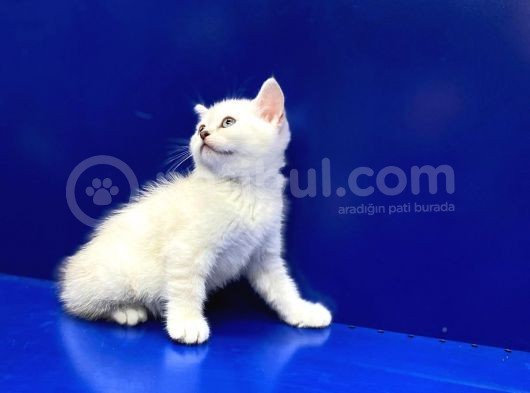 Show Kalite Top Kafa Scottish Straight Yavruları görsel