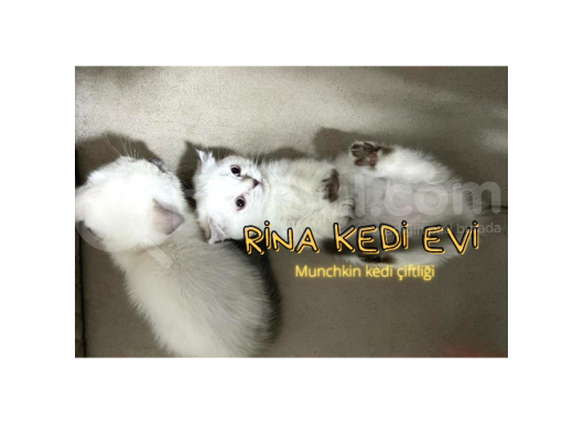 Trde Tek Bluepoint Cüce Irk Munchkin 2 Adet Dişi Çipli görsel