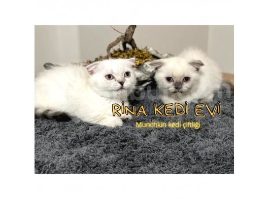 Trde Tek Bluepoint Cüce Irk Munchkin 2 Adet Dişi Çipli görsel