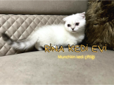 Trde Tek Bluepoint Cüce Irk Munchkin 2 Adet Dişi Çipli