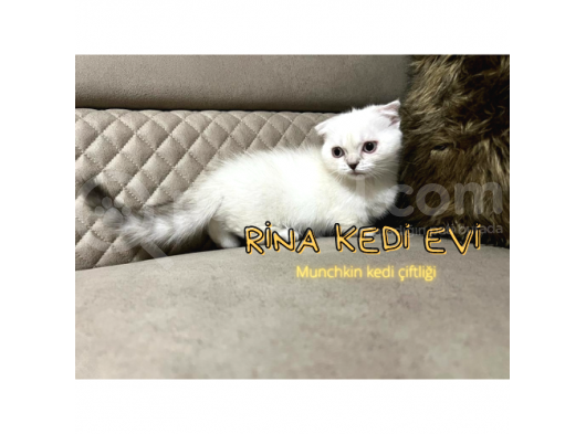 Trde Tek Bluepoint Cüce Irk Munchkin 2 Adet Dişi Çipli görsel
