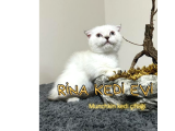 Trde Tek Bluepoint Cüce Irk Munchkin 2 Adet Dişi Çipli