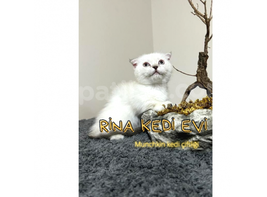 Trde Tek Bluepoint Cüce Irk Munchkin 2 Adet Dişi Çipli görsel