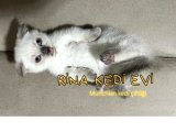 TRde TEK Bluepoint Cüce Irk Munchkin 2 adet Dişi Çipli