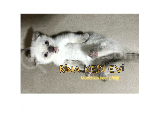 Trde Tek Bluepoint Cüce Irk Munchkin 2 Adet Dişi Çipli