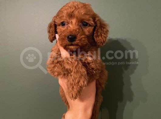 Red Toypoodle Di̇şi̇ Yavrumuz görsel