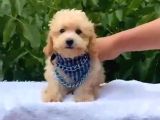 Toy Poodle Yavrularımız