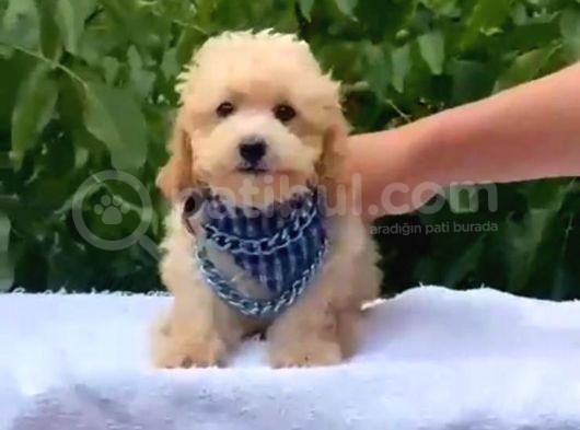 Toy Poodle Yavrularımız