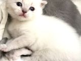 Scottish Fold Yavru
