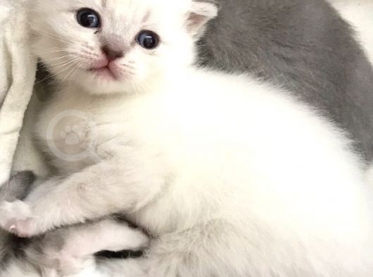 Scottish Fold Yavru görsel
