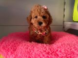 Orji̇nal Toy Poodle Yavrular