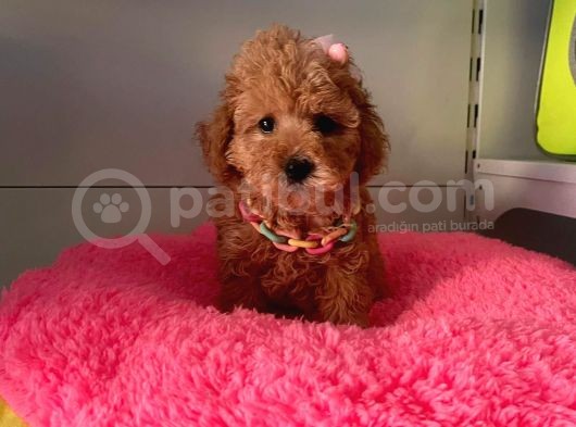 Orji̇nal Toy Poodle Yavrular görsel