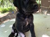 45 Günlük Cane Corso Yavrular