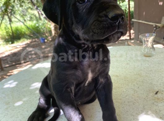 45 Günlük Cane Corso Yavrular görsel