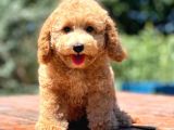 Irk ve Saglik Garantili Poodle Bebekler